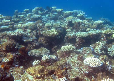 Another beautiful example of the Great Barrier Reef