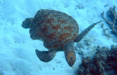 A turtle swims comfortably among the coral, despite its
          old injury - a large shark bite on one side